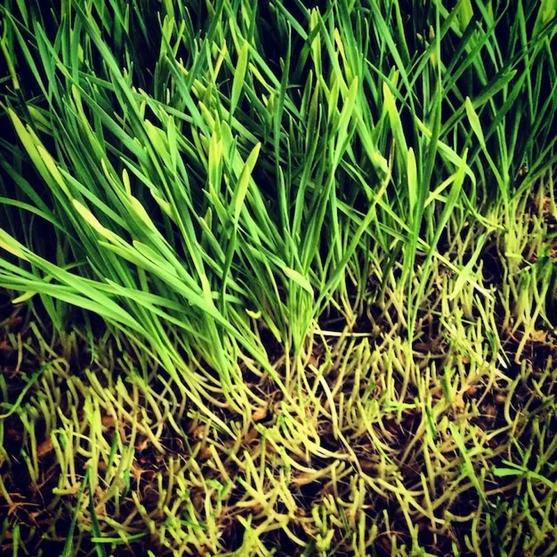 Co na trawę pod meble ogrodowe? Wybór idealnego podłoża