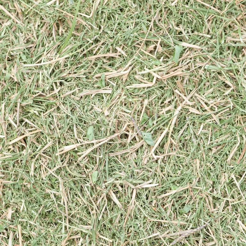 Trawa z rolki opinie – wady, zalety i co warto wiedzieć