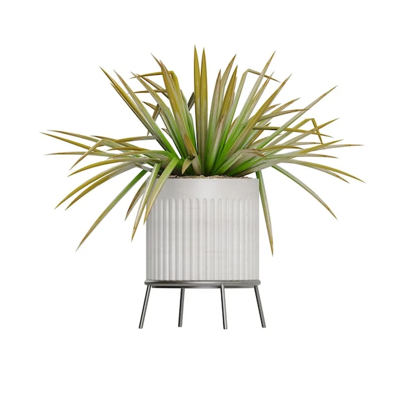 Rośliny doniczkowe na białym tle