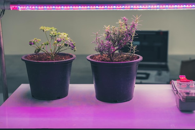 Doniczka podświetlana – nowoczesne oświetlenie do ogrodu