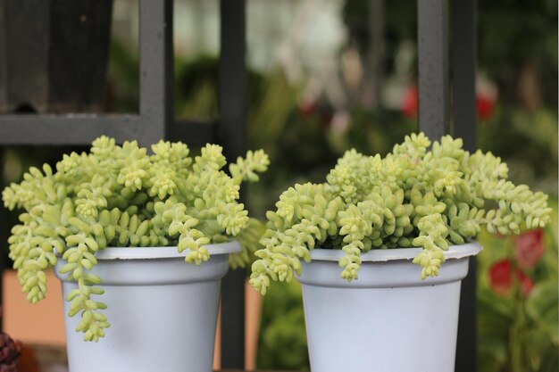 Rosliny wieloletnie do donic na zewnatrz 2