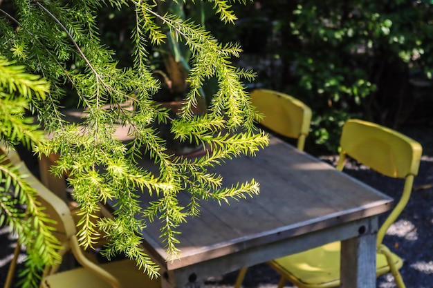 Swierk czy sosna na meble ogrodowe