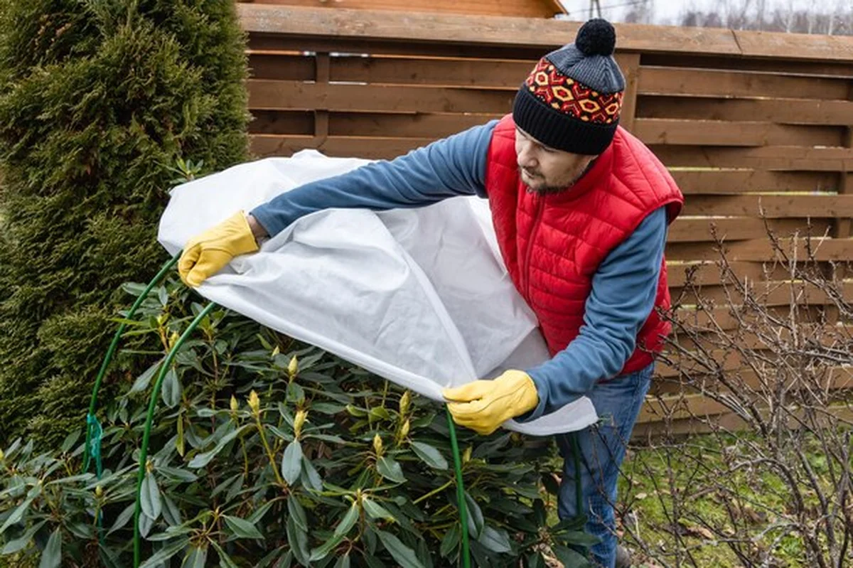 Rośliny ogrodowe zabezpieczone na zimę pod kocem