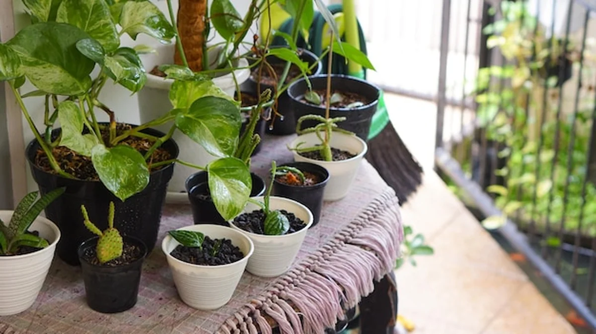 Rośliny doniczkowe w doniczce na zewnątrz ze stołem