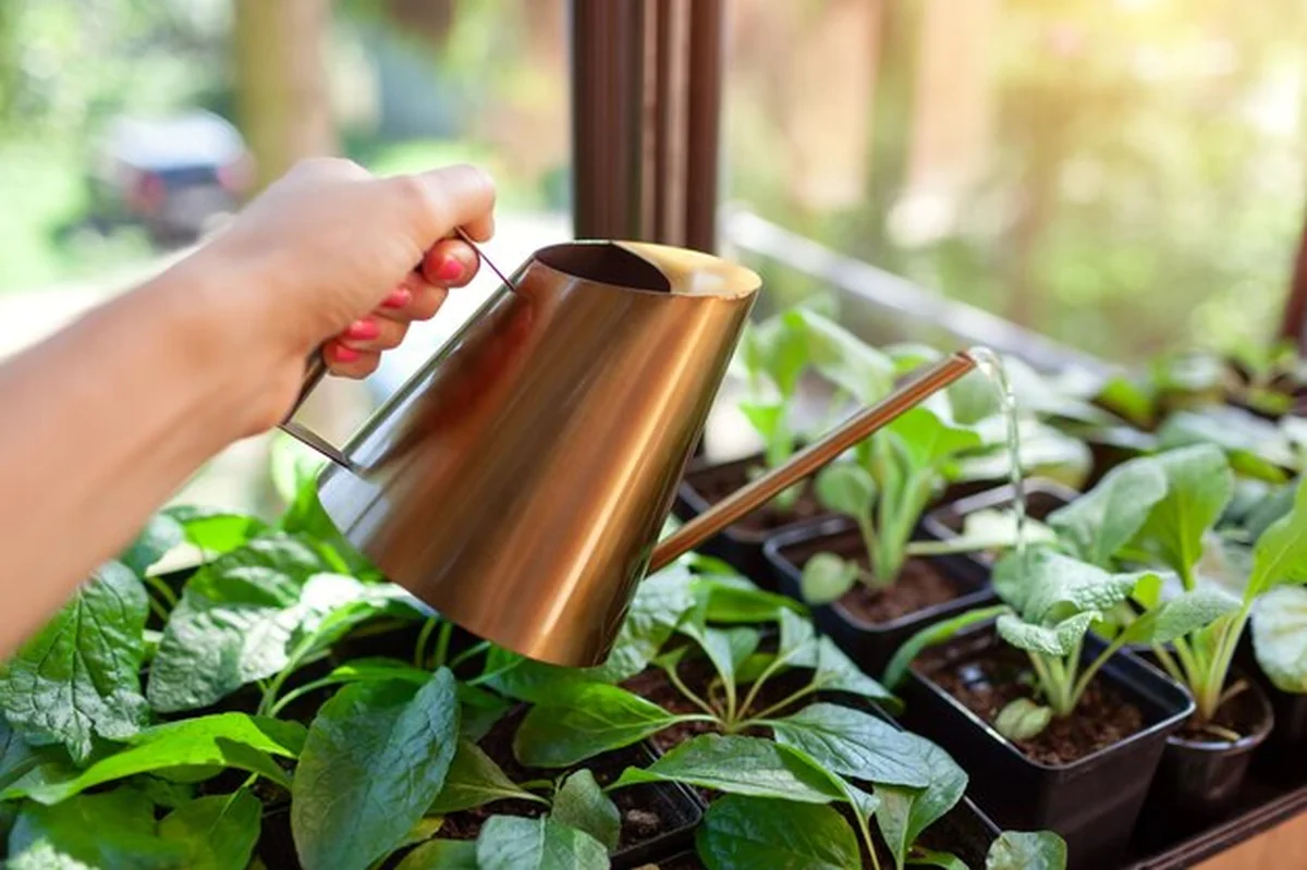 Ogrodnik nawadnia doniczkę rośliny verbascum phoeniceum z zbiornika nawadniającego w szkółce