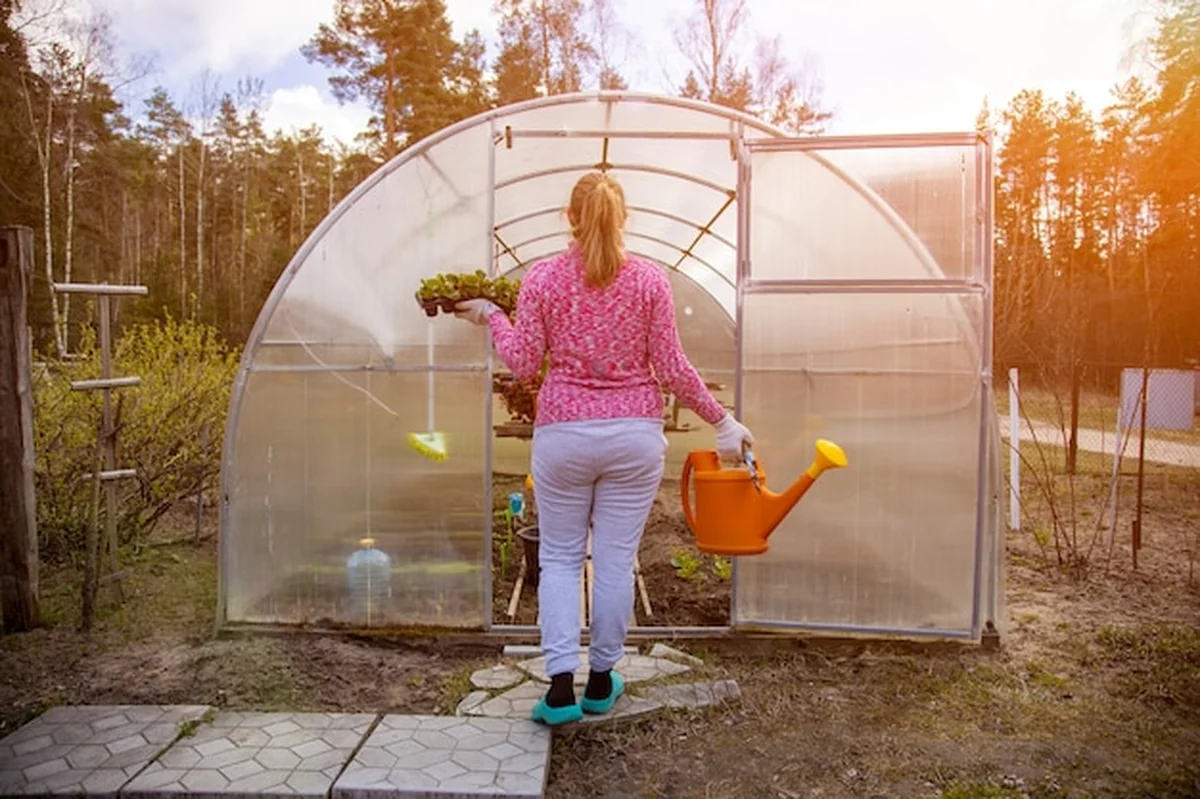 Ogrodnik sadzący kwiat w szklarni w rękawiczkach, słoneczny dzień, widok z tyłu