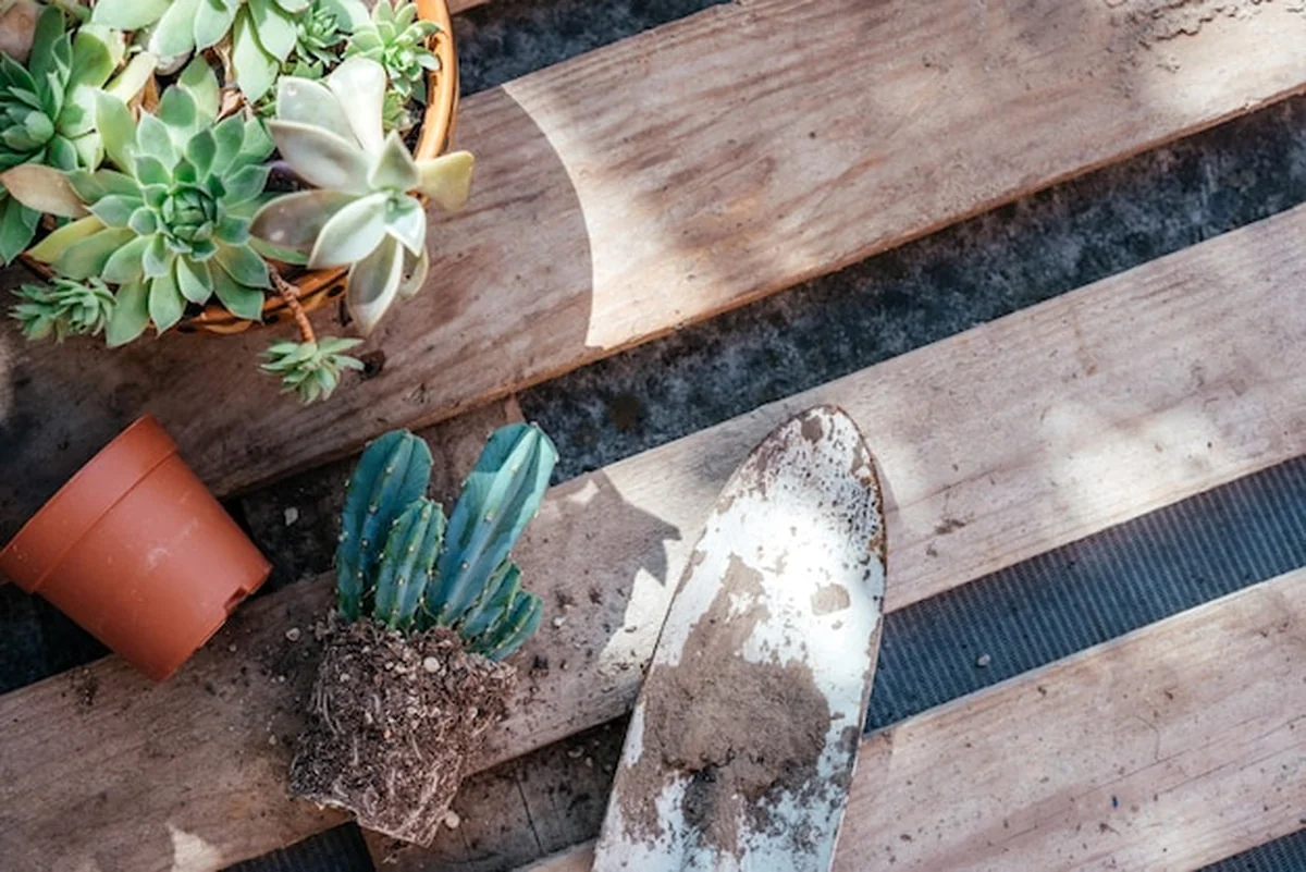 Narzędzia ogrodnicze do przesadzania sukulentów i kaktusów w ogrodzie