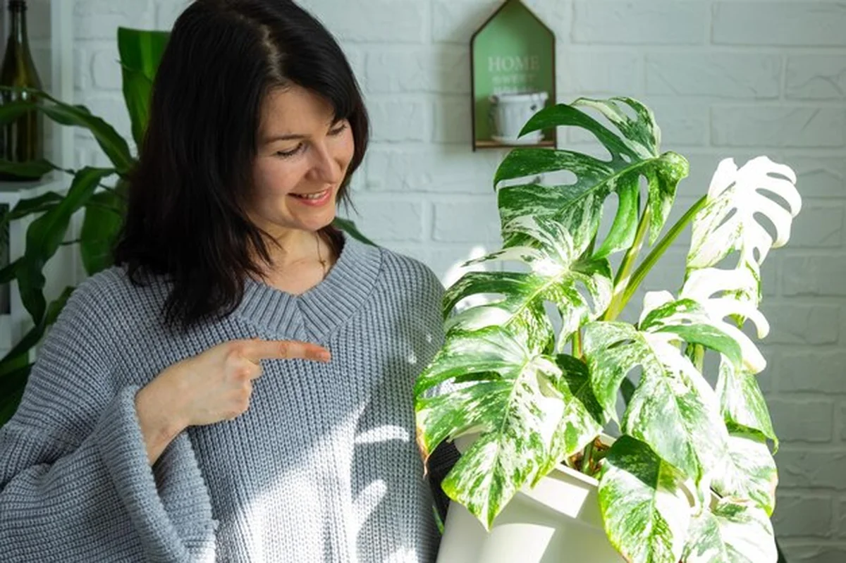 Kobieta trzyma monstera Alba w garnku w domu