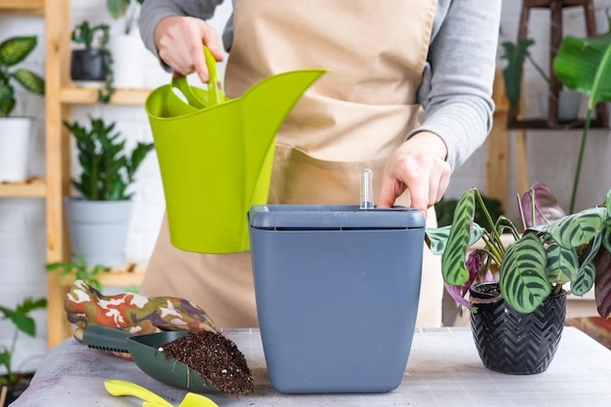 Doniczka z systemem nawadniania dla roślin Calathea