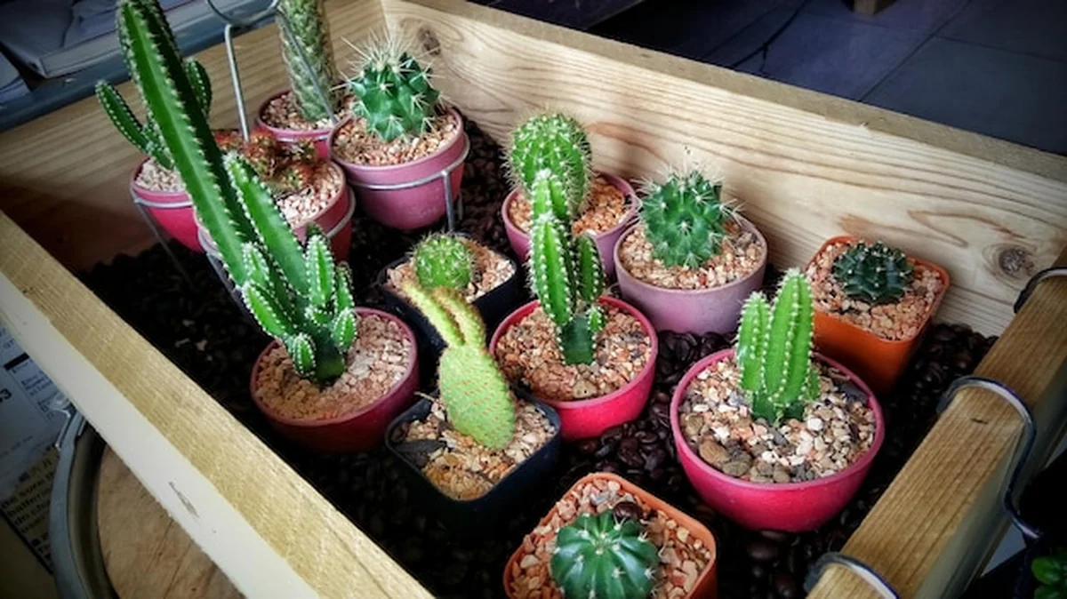 Kaktusy w doniczkach w drewnianym pudełku