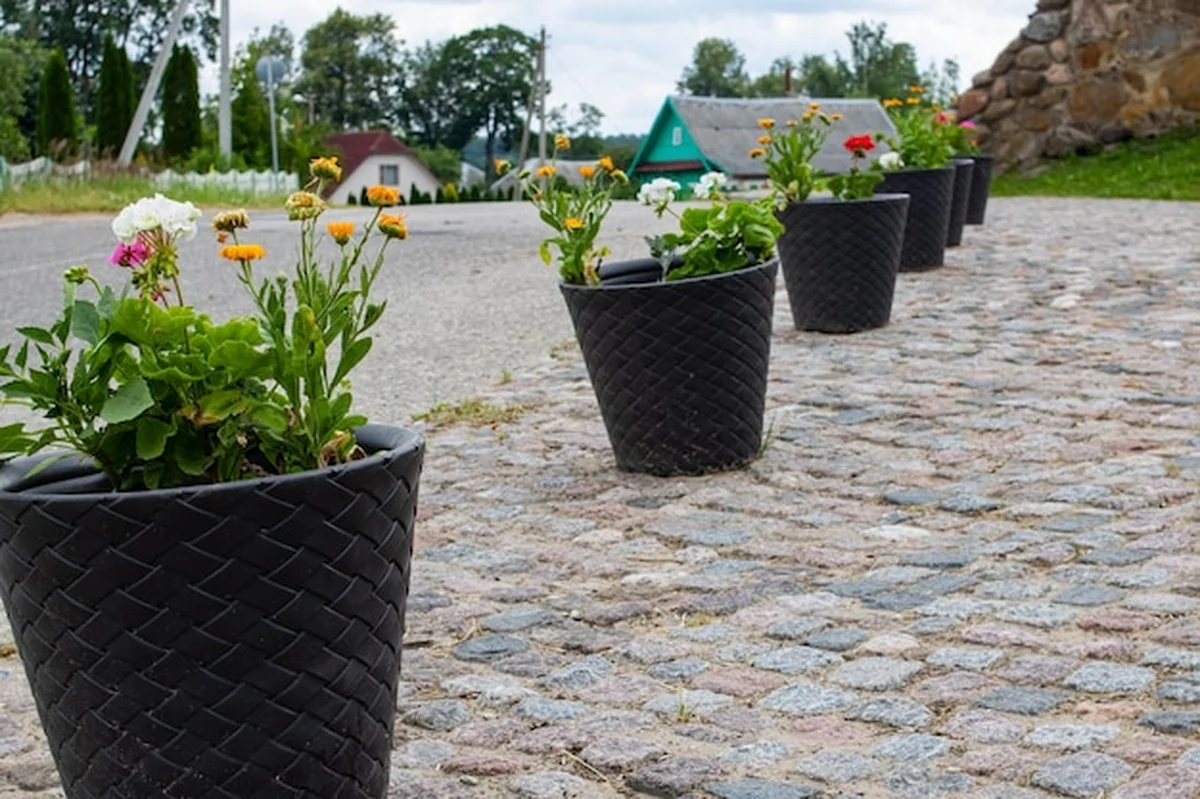 Ozdobne kwiaty w doniczkach na podwórku