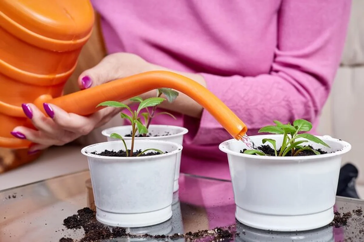 Kobieta podlewająca rośliny w białych doniczkach z konewki