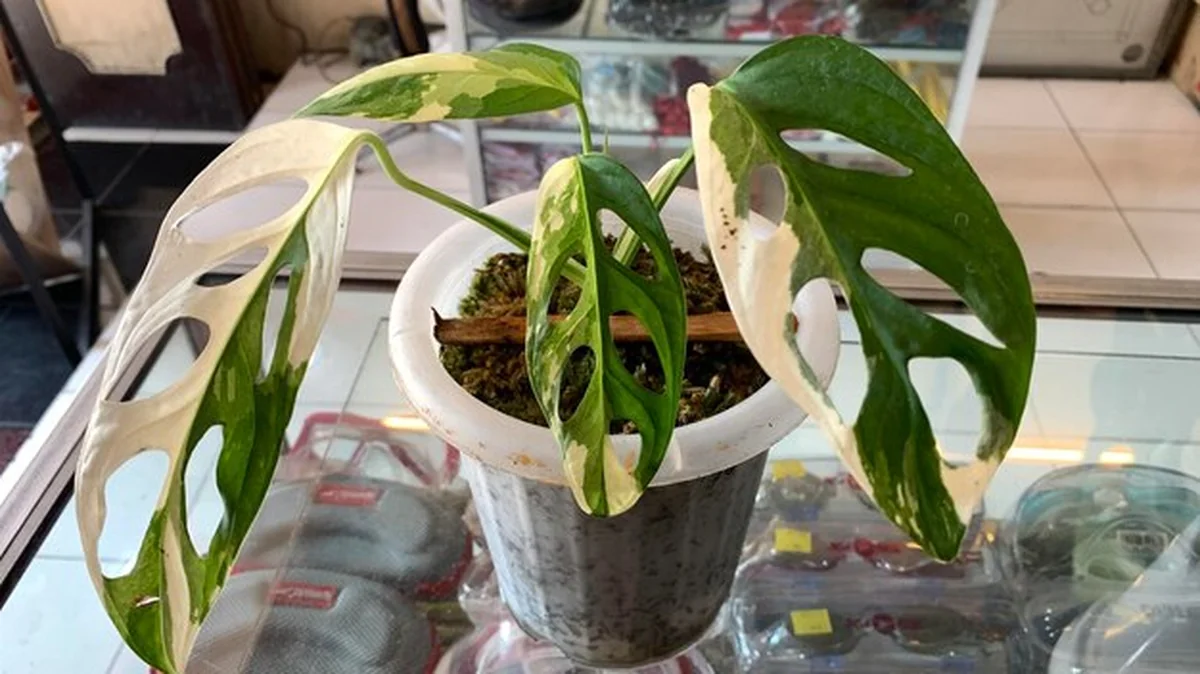 Kwiat monstery deliciosa z perforowanymi liśćmi